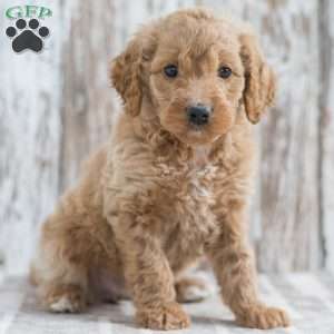 Jasmine, Mini Goldendoodle Puppy